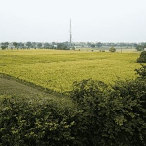 Sansevieria Golden Flame