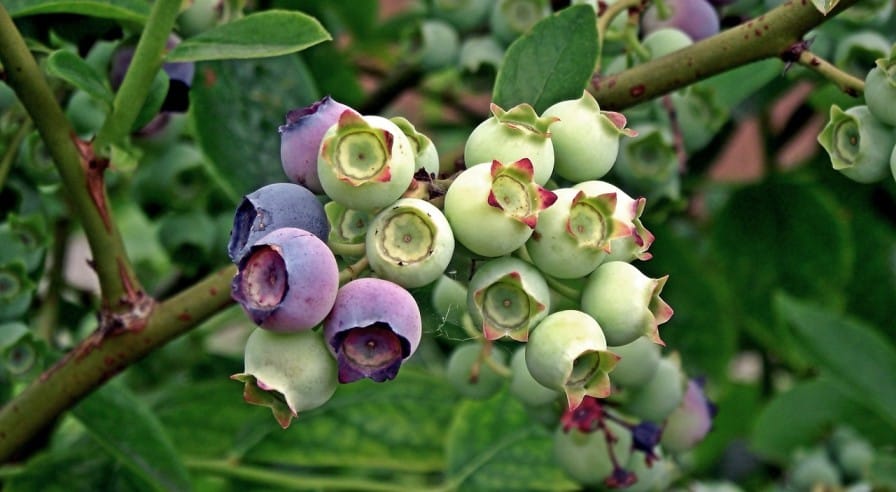 Blueberry Cultivation: Tips, Techniques, and Best Practices for Farmers