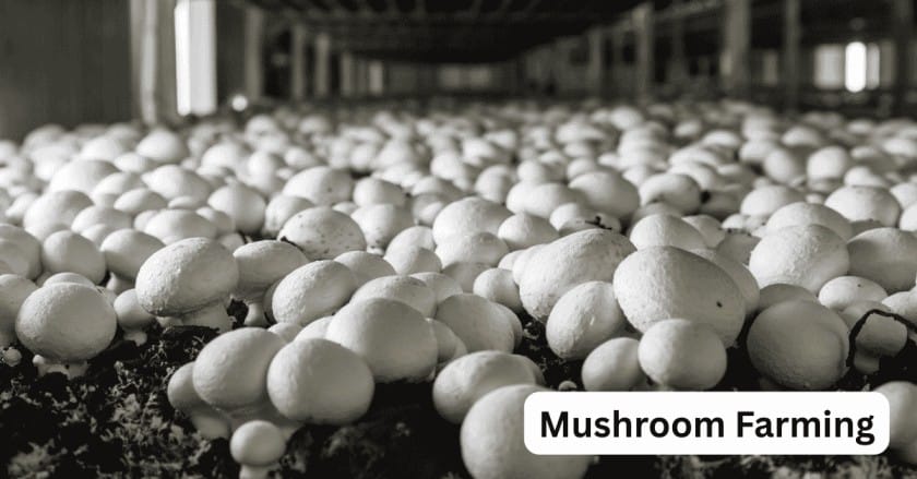 10 Best Money Making Agriculture Business Ideas for 2025