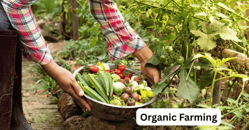 10 Best Money Making Agriculture Business Ideas for 2025