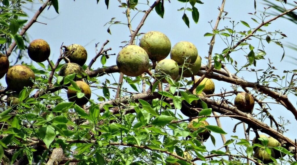 Fruit of bel patra plant