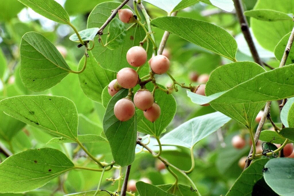 Lasura Cultivation: A Profitable Agroforestry Crop for 2025
