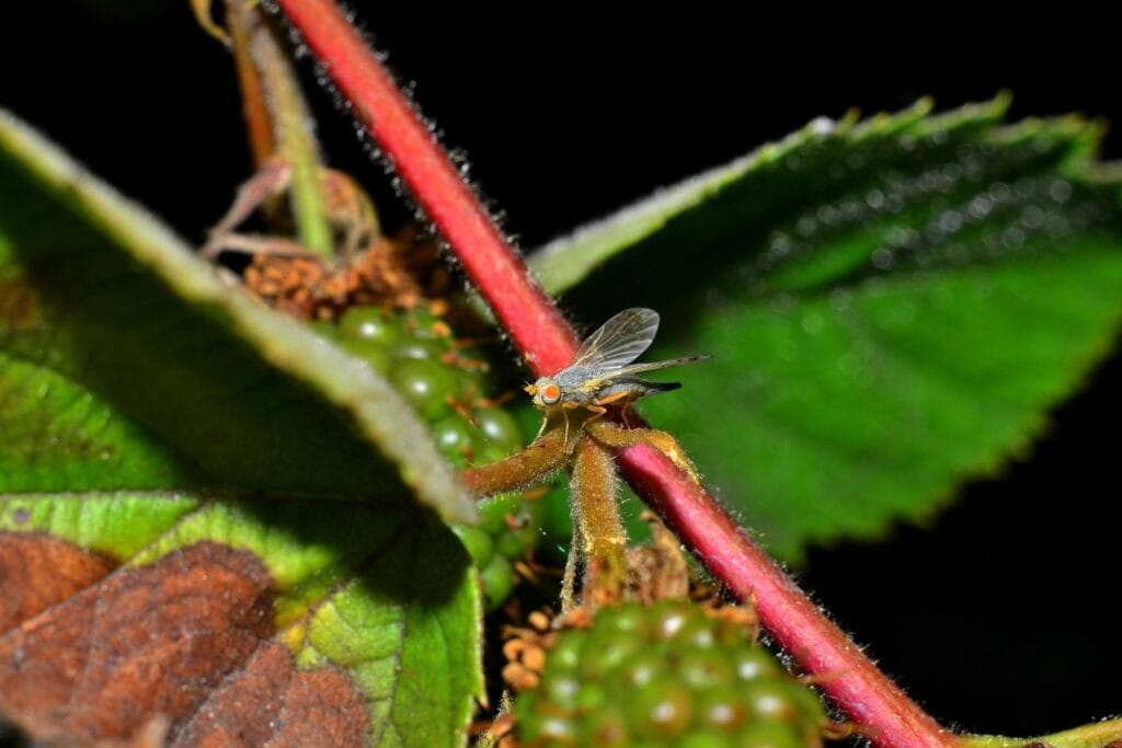 Fly on raspberry