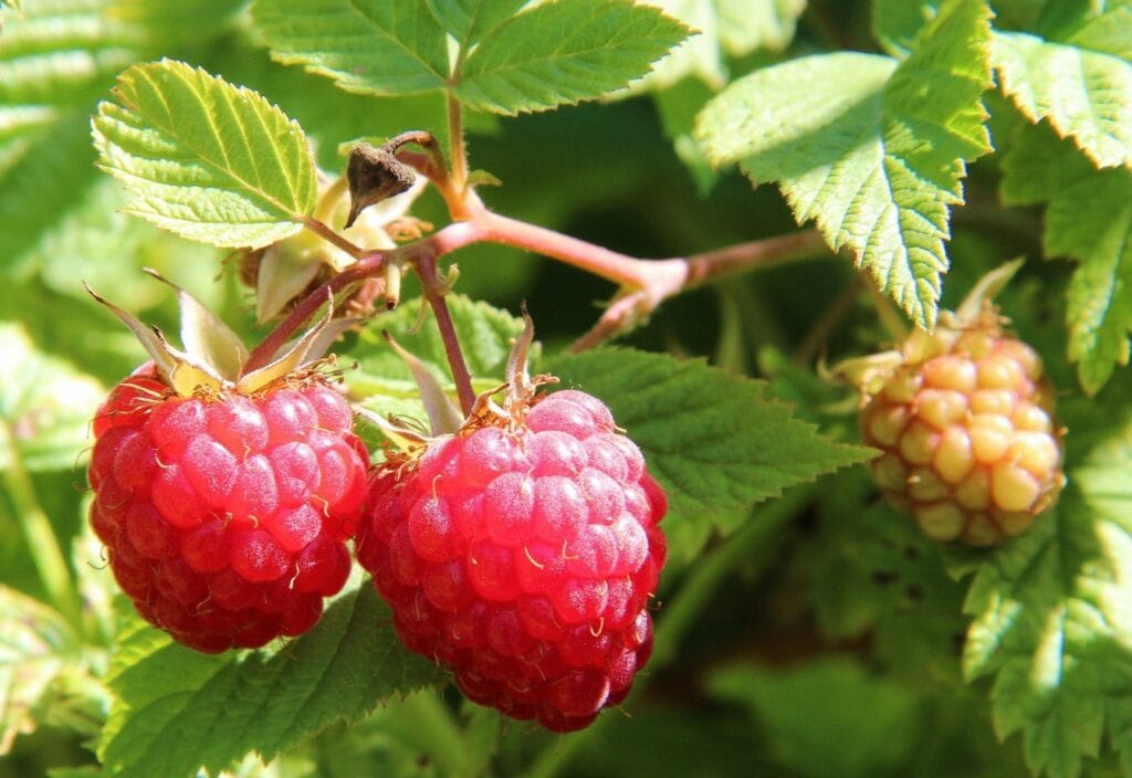 Raspberry Cultivation in India: A Complete Guide for Profitable Farming