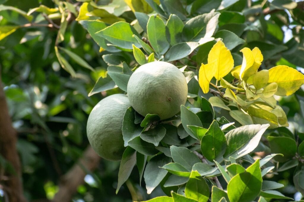 Bel patra plant with fruit