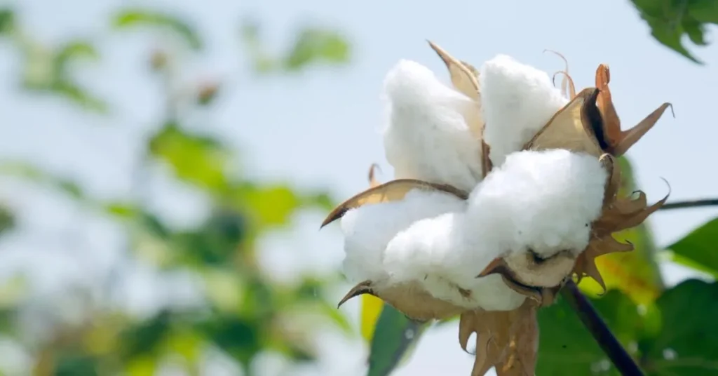 cotton cultivation in india
