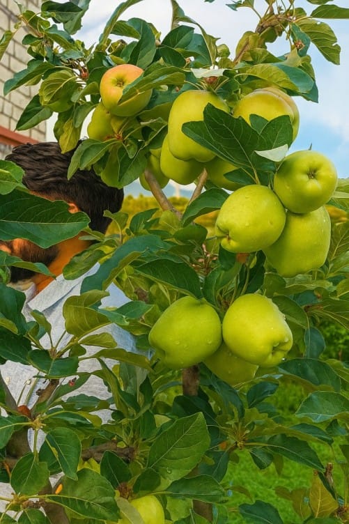 Low Chill Apple Cultivation in India: A Guide for Warmer Regions