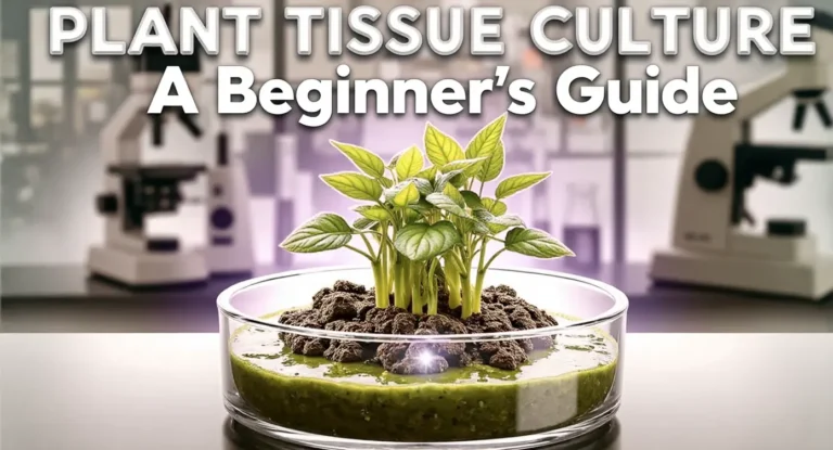 Plant Tissue Culture: A Beginner's Guide