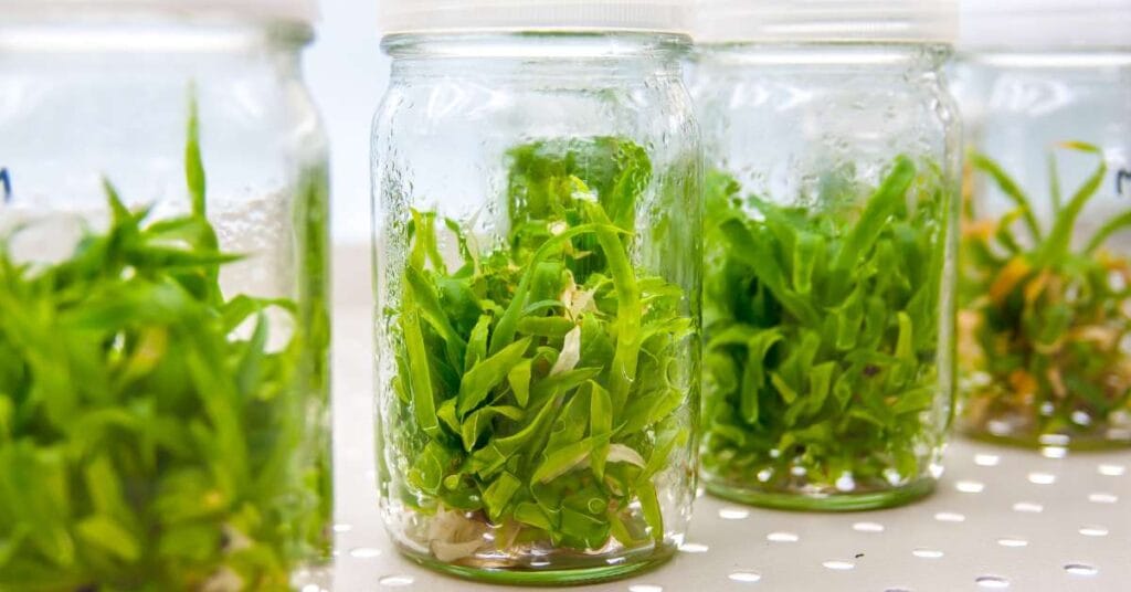 Plant Tissue Culture: A Beginner's Guide