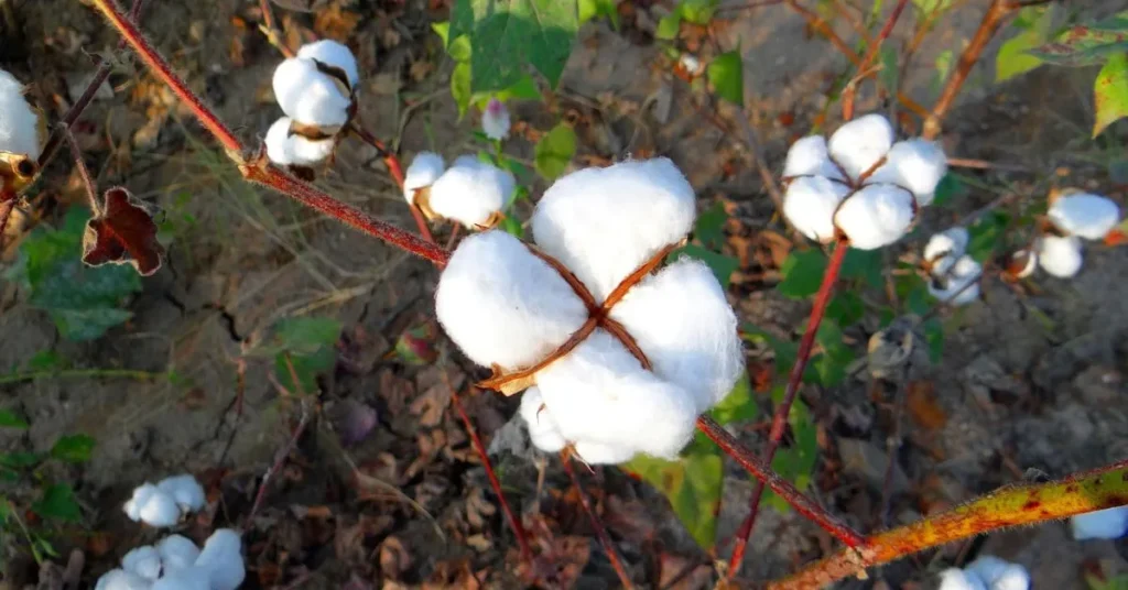 Cotton Cultivation in India: A Comprehensive Guide for Farmers