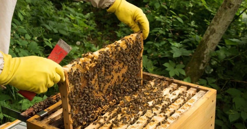 Beekeeping - 10 Non-Traditional Agriculture Business Ideas