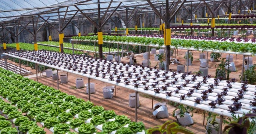 urban farming - 10 Non-Traditional Agriculture Business Ideas