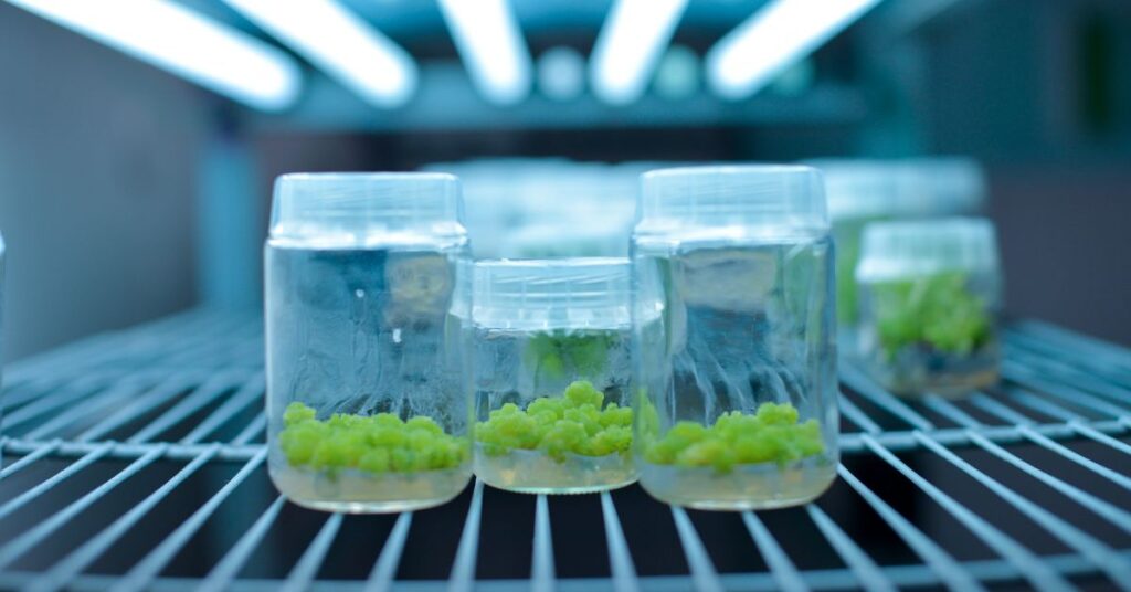 Plant Tissue Culture Media and Practices: An Overview