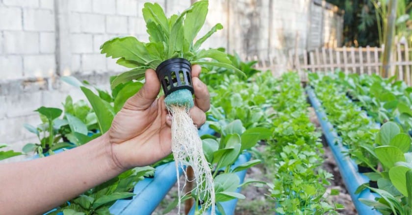 Hydroponics and Aquaponics