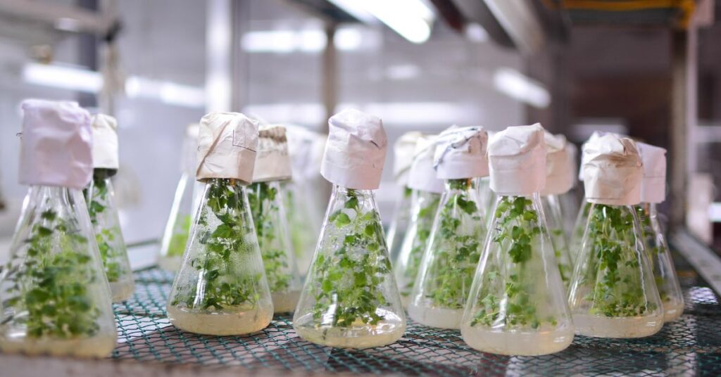 Plant Tissue Culture Media and Practices: An Overview