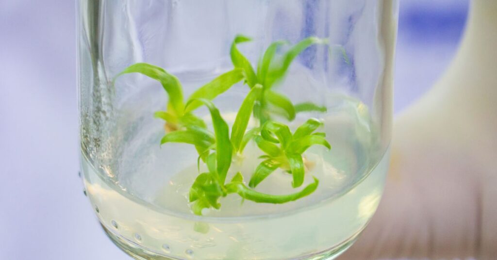 Plant Tissue Culture Media and Practices: An Overview