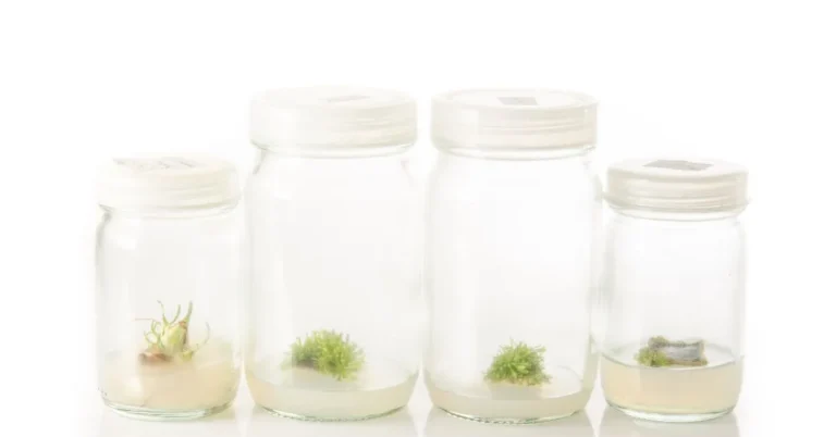 Plant Tissue Culture Media and Practices: An Overview