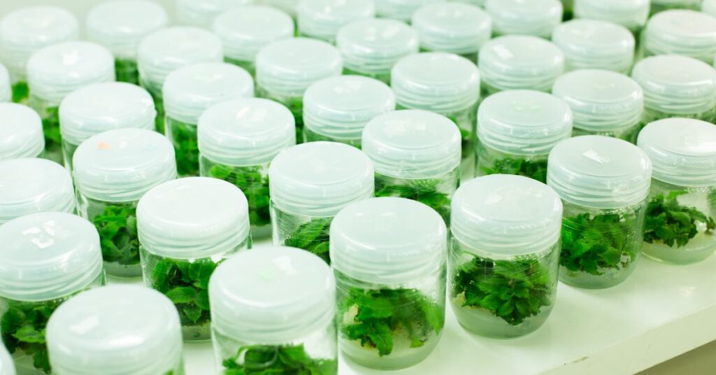 Plant Tissue Culture Media and Practices: An Overview