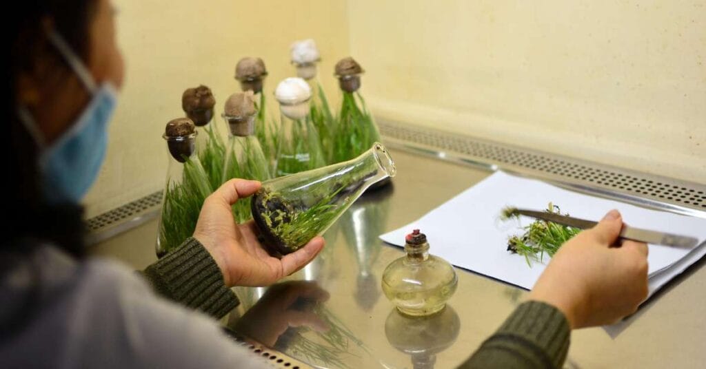 Placing explant in media flask for Plant Tissue Culture