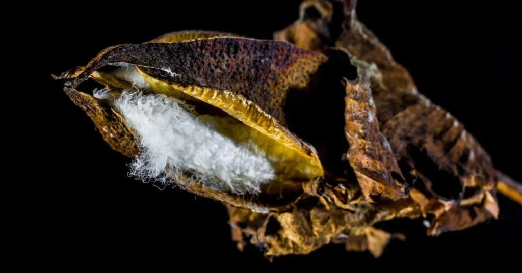 Cotton Cultivation in India: A Comprehensive Guide for Farmers