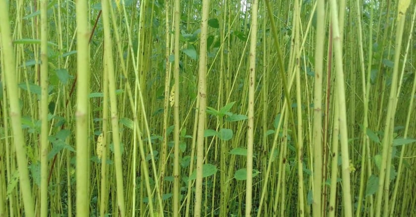 Jute Cultivation in India: A Sustainable Fibre Revolution