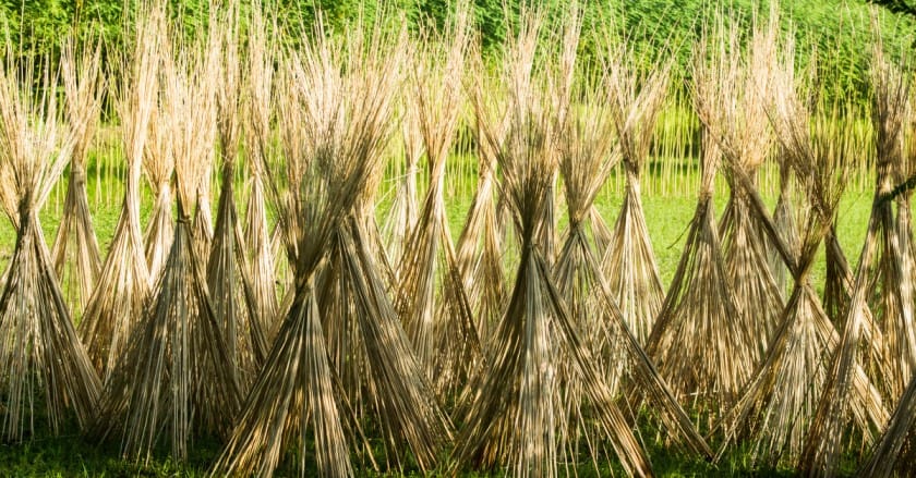 Jute Cultivation in India: A Sustainable Fibre Revolution