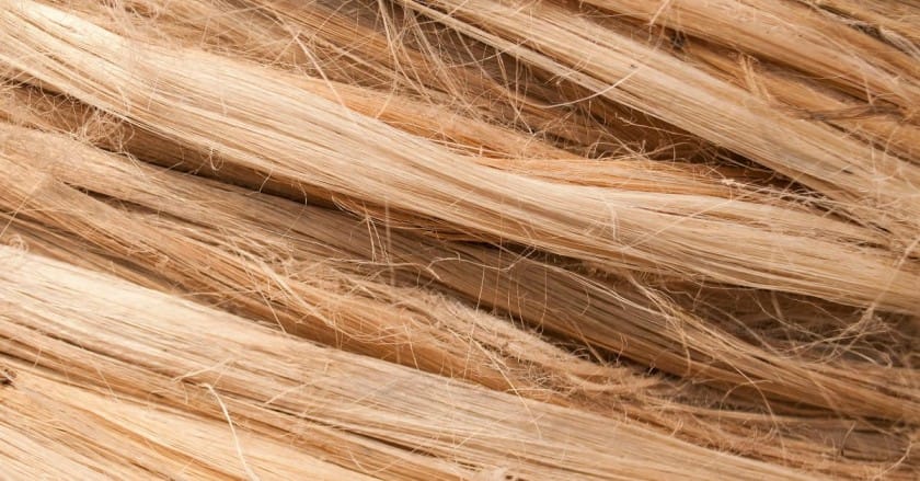 Jute Cultivation in India: A Sustainable Fibre Revolution