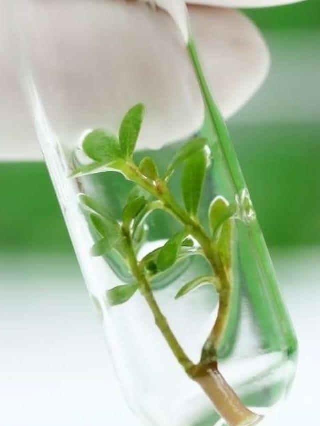 Benefits of Plant Tissue Culture