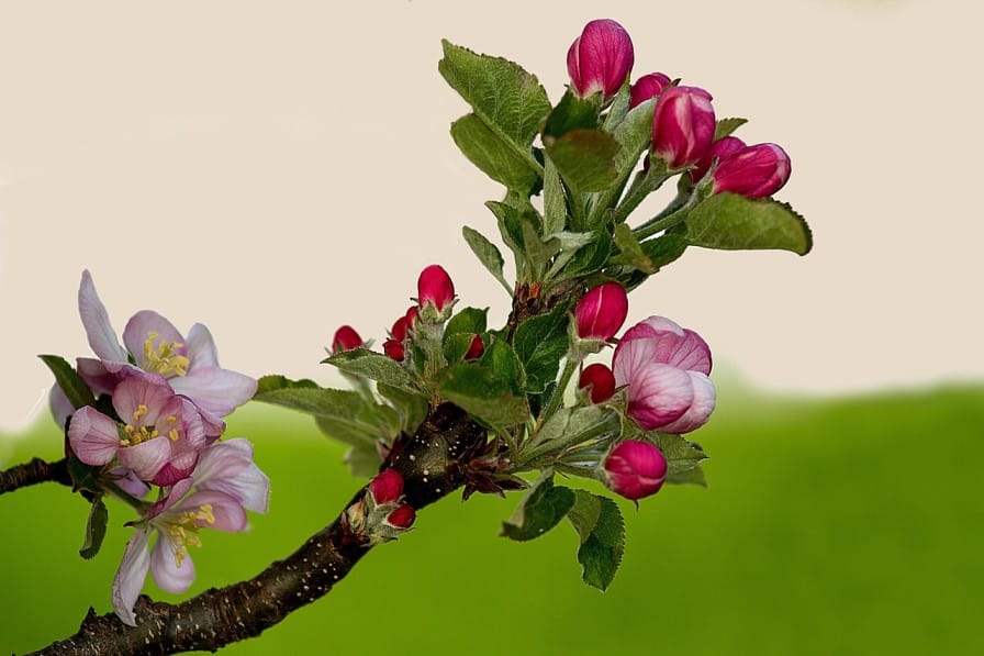 Low Chill Apple Cultivation in India: A Guide for Warmer Regions