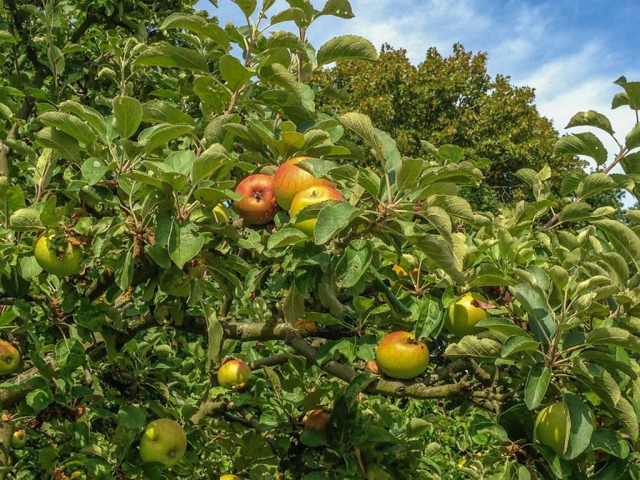 Low Chill Apple Cultivation in India: A Guide for Warmer Regions