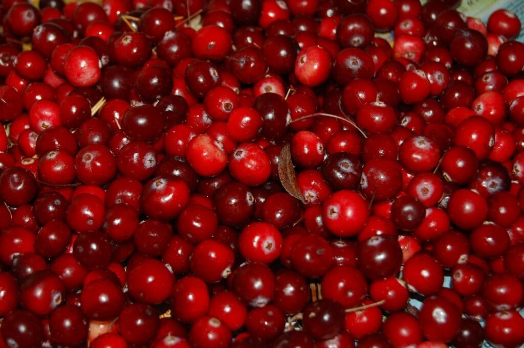 Cranberry Cultivation in India
