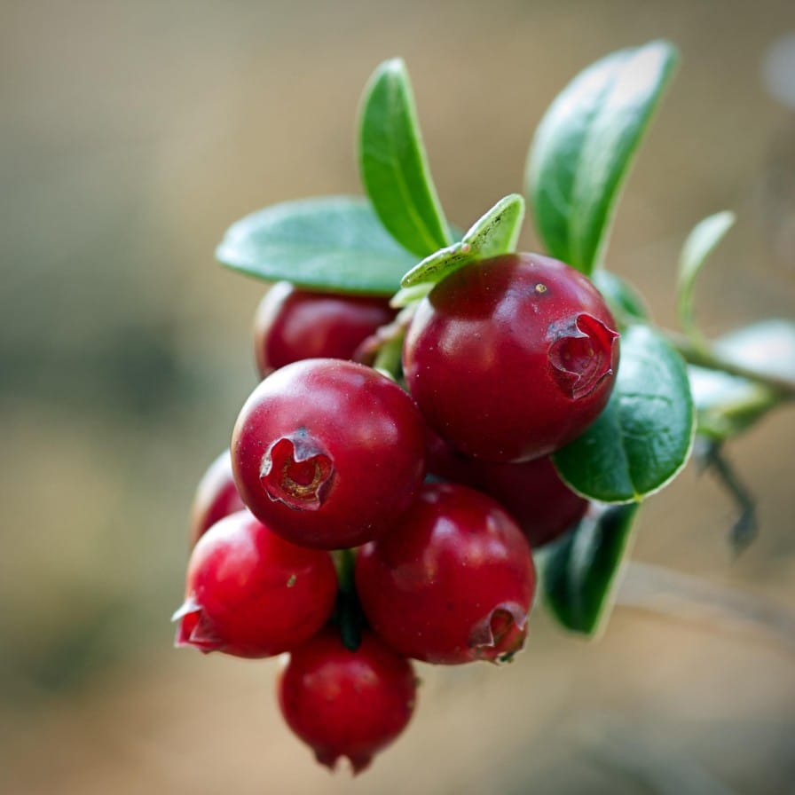 Cranberry Cultivation in India