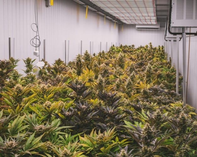 Hemp Cultivation in India: Farming, Law & Future Scope