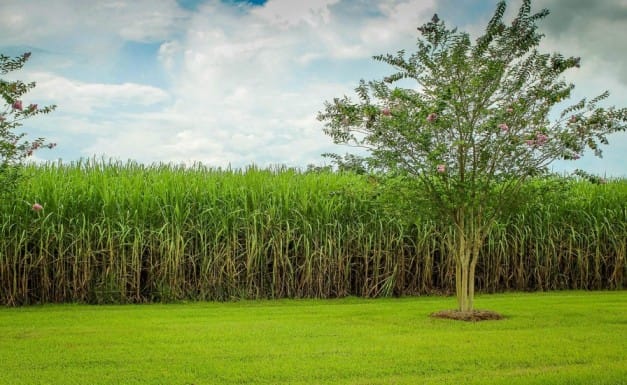 Sugarcane Cultivation in India: Area, Yield, Varieties, and Government Support