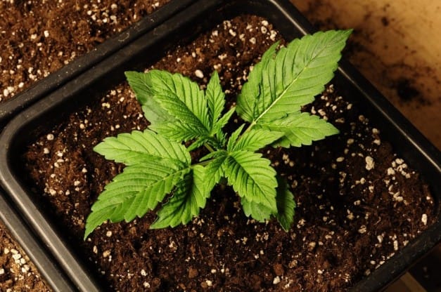 Hemp Cultivation in India: Farming, Law & Future Scope
