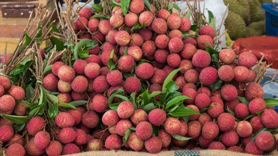 Litchi Cultivation in India: Yield, Profit & Benefits per Acre