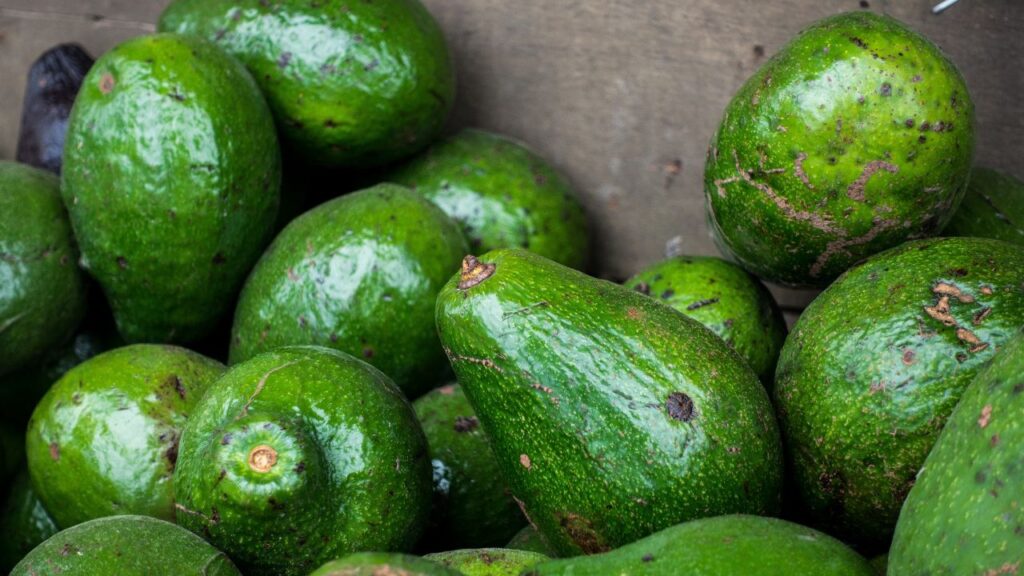 Avocado Cultivation in India: A Profitable Farming Revolution