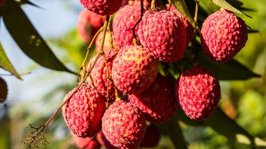 Litchi Cultivation in India: Yield, Profit & Benefits per Acre