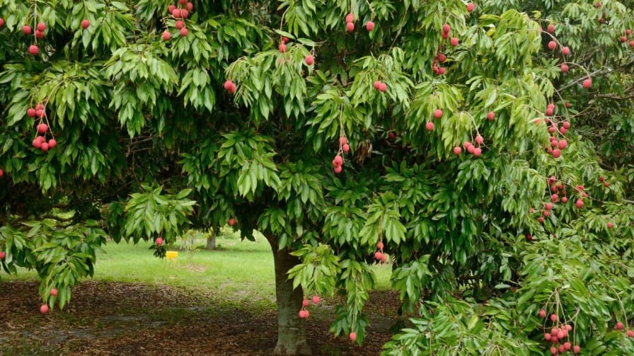 Litchi Cultivation in India: Yield, Profit & Benefits per Acre