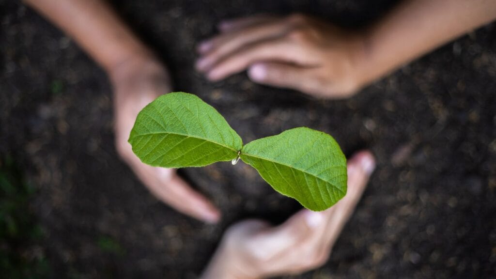 Avocado Cultivation in India: A Profitable Farming Revolution
