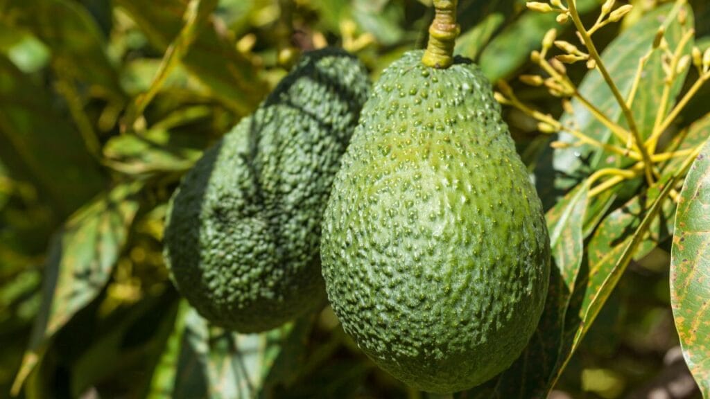 Avocado Cultivation in India: A Profitable Farming Revolution