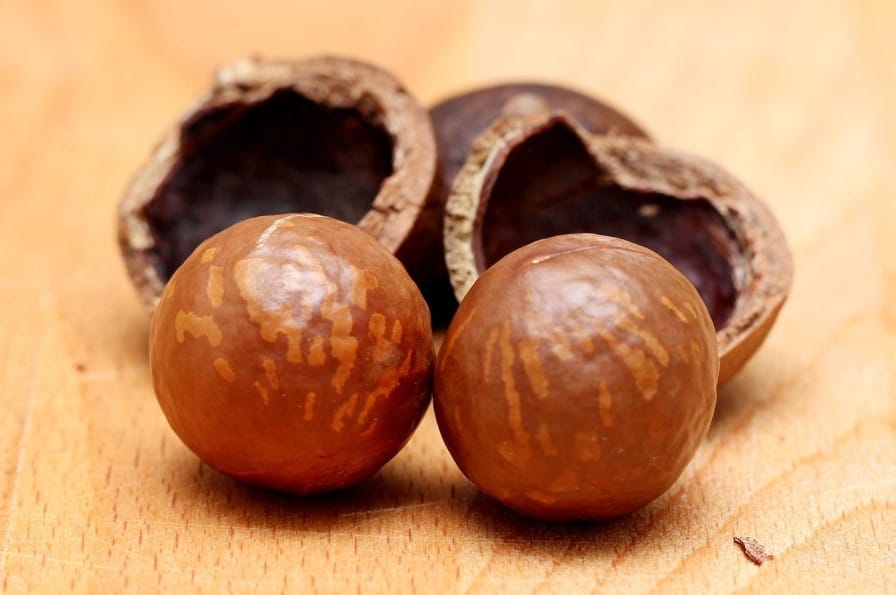 Macadamia Nut Cultivation in India