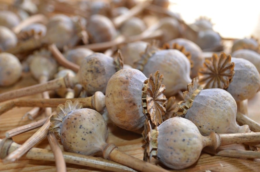Opium Cultivation in India: History, Law, and Modern-Day Issues