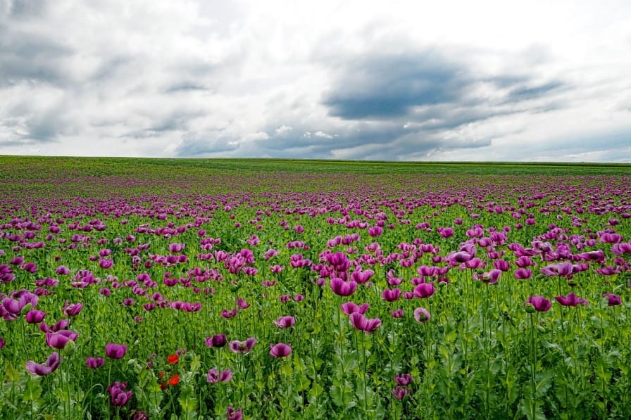 Opium Cultivation in India: History, Law, and Modern-Day Issues