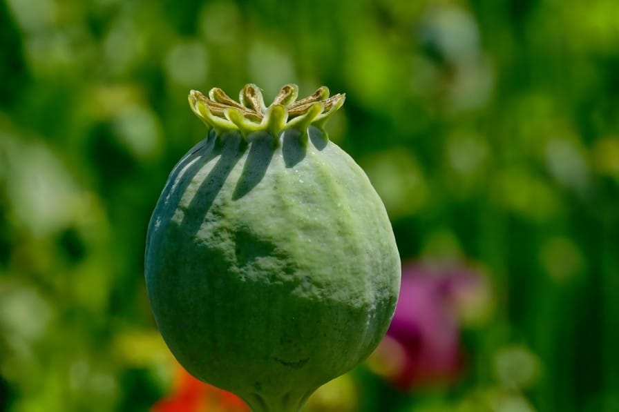 Opium Cultivation in India: History, Law, and Modern-Day Issues