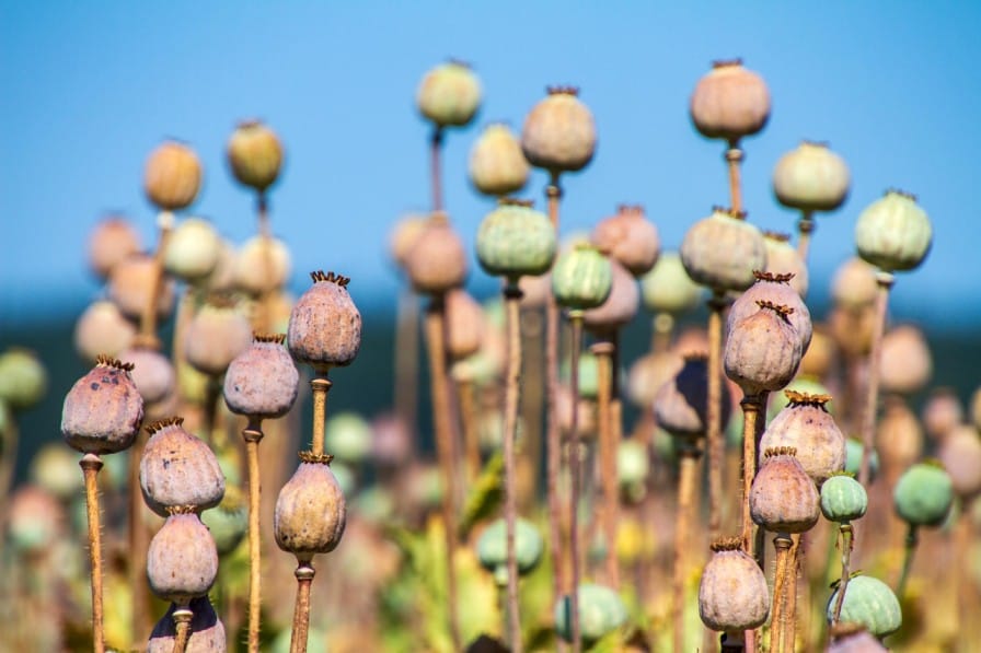 Opium Cultivation in India: History, Law, and Modern-Day Issues