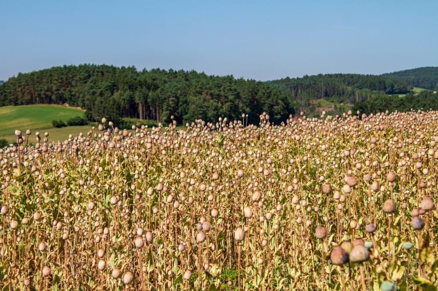 Opium Cultivation in India: History, Law, and Modern-Day Issues