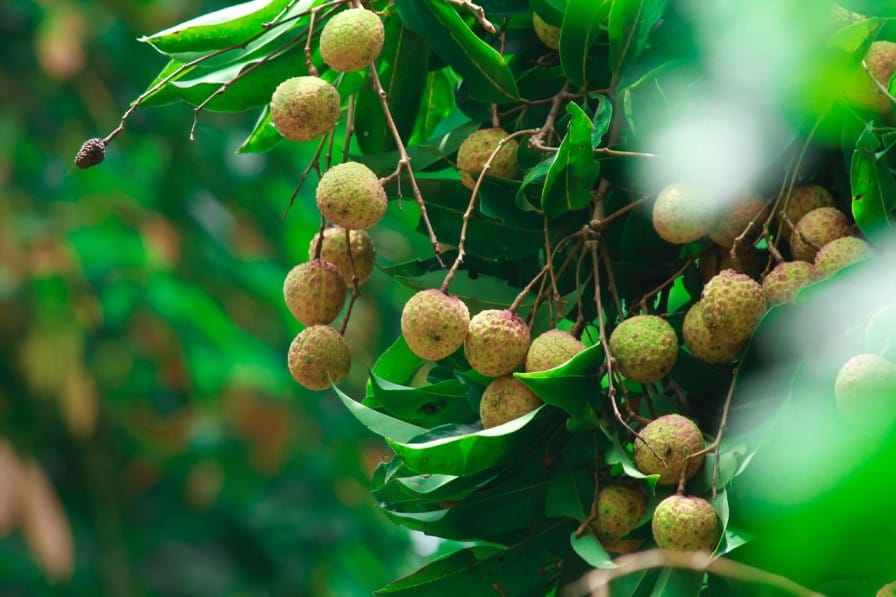  Litchi Cultivation in India: Yield, Profit & Benefits per Acre
