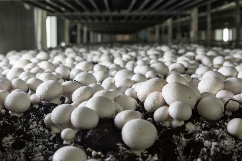 Harvesting button mushrooms