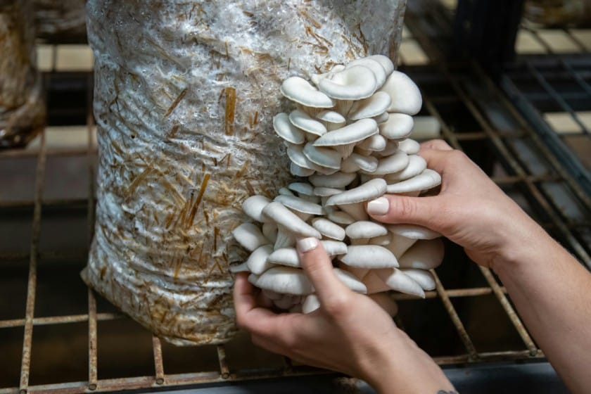 How to Grow Mushrooms for Profit